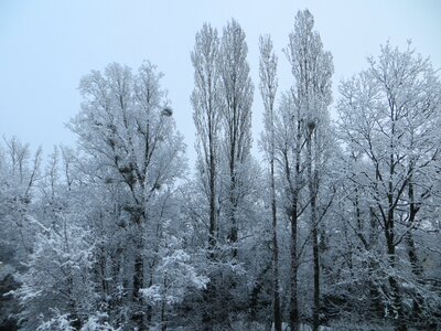 Cold nature winter landscape