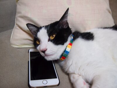 Call funny pet