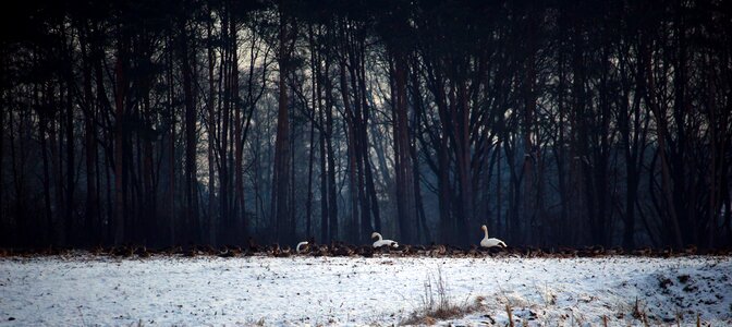 Flock of birds winter snow