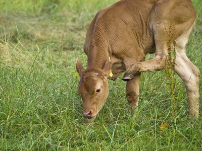 Pasture agriculture animal photo