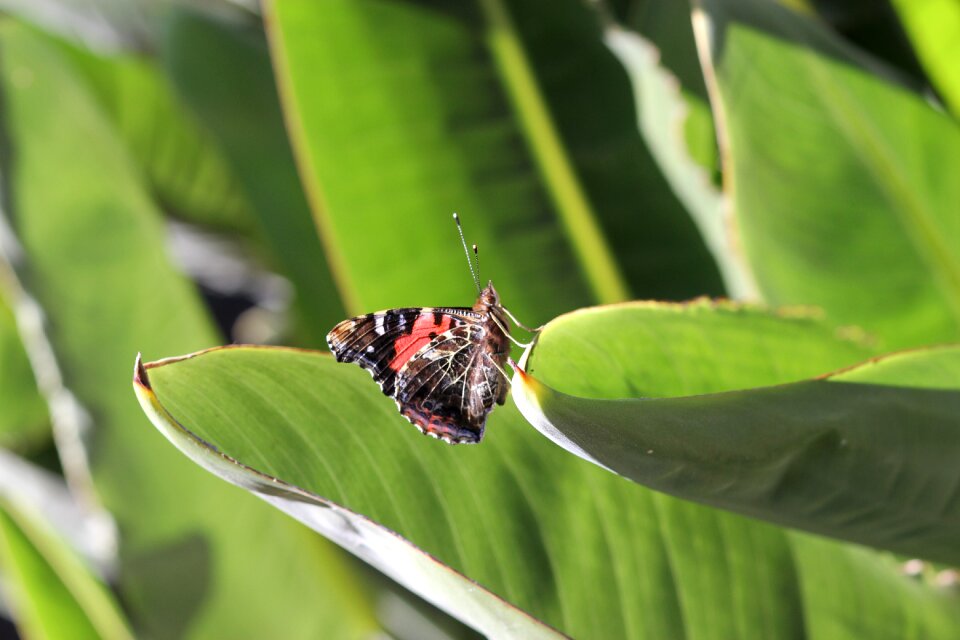 Biodiversity green