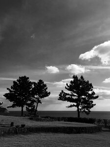 Ole sea tree silhouette photo