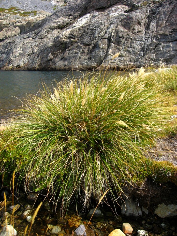 Chile lawn nature