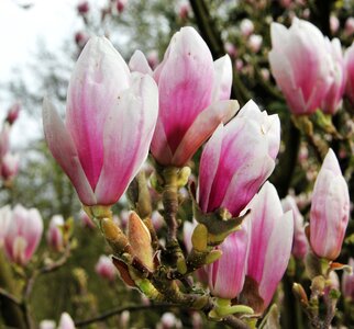 Rose magnoliengewaechs magnoliaceae photo