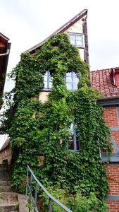Quedlinburg ivy fachwerkhaus
