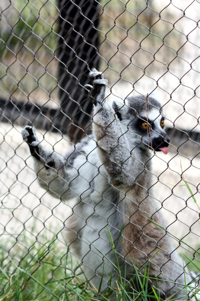 Language zoo animal