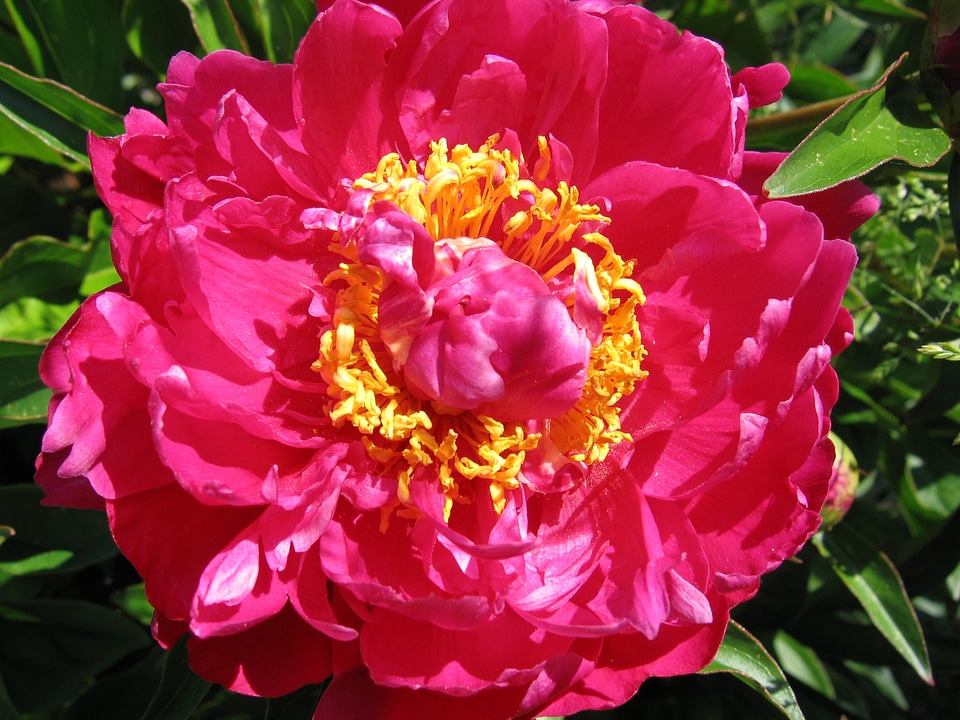 Stamens blossom bloom