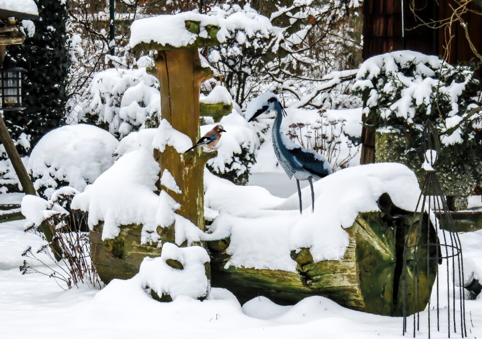 Fountain heron jay