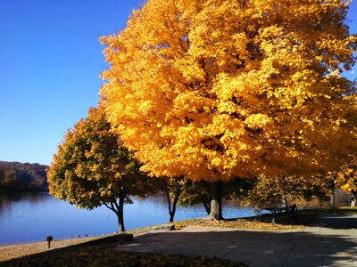 Nature trees outdoors