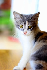 Pet cat domestic cat animal photo