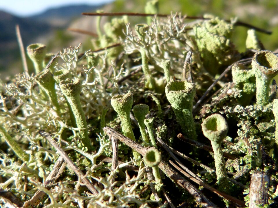 Macro forest pinnace