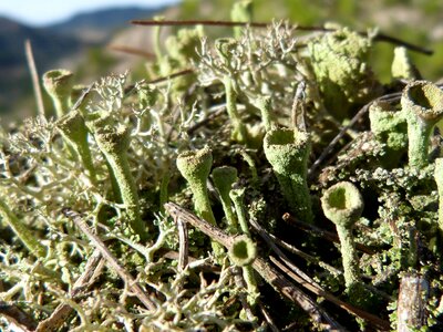 Macro forest pinnace