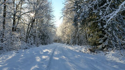 Nature christmas snow december