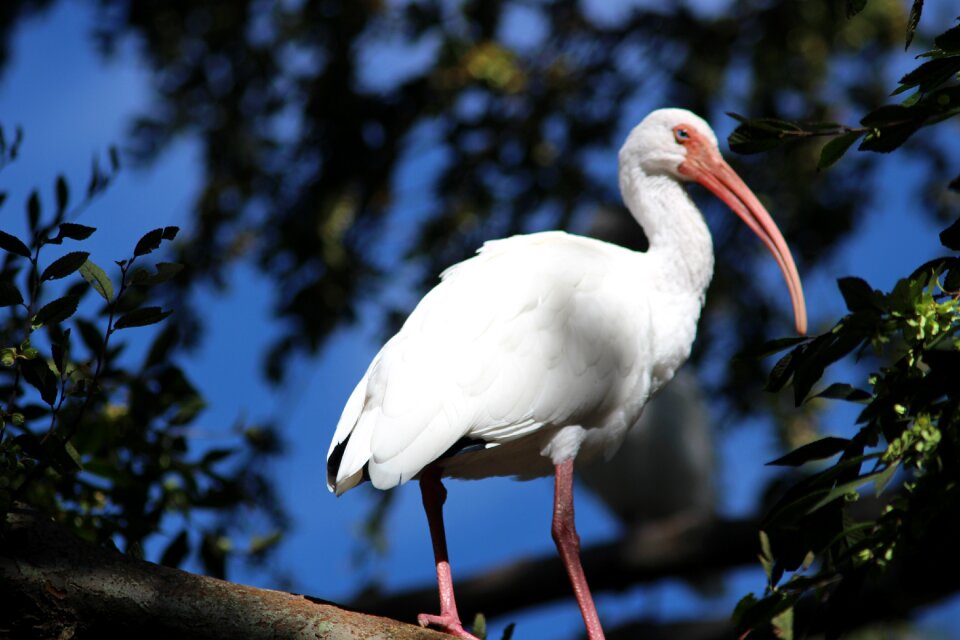 Animals long-beaked birds big birds