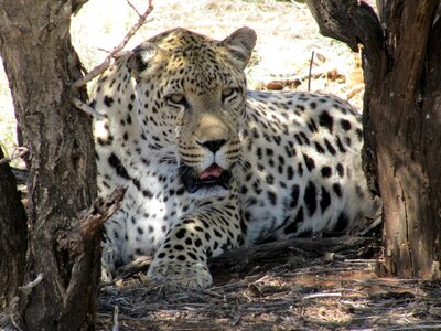 Africa safari animal