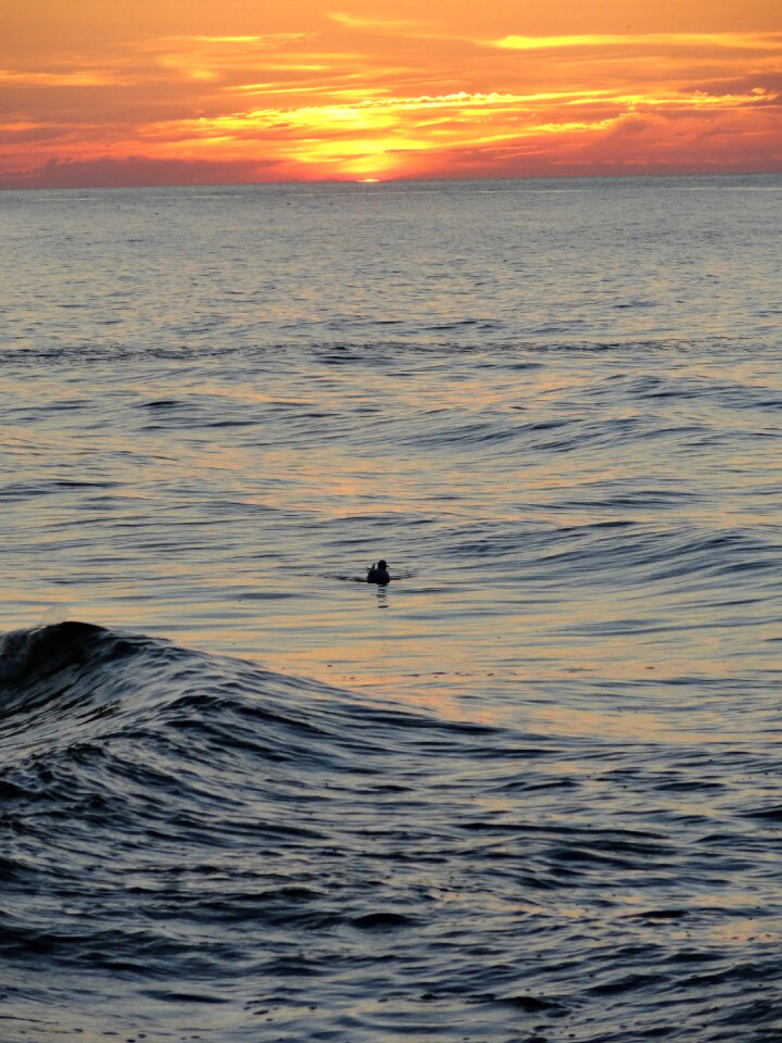 Duck bird loneliness