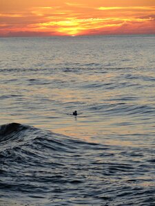 Duck bird loneliness photo