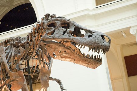 Sue paleontological brown dinosaur