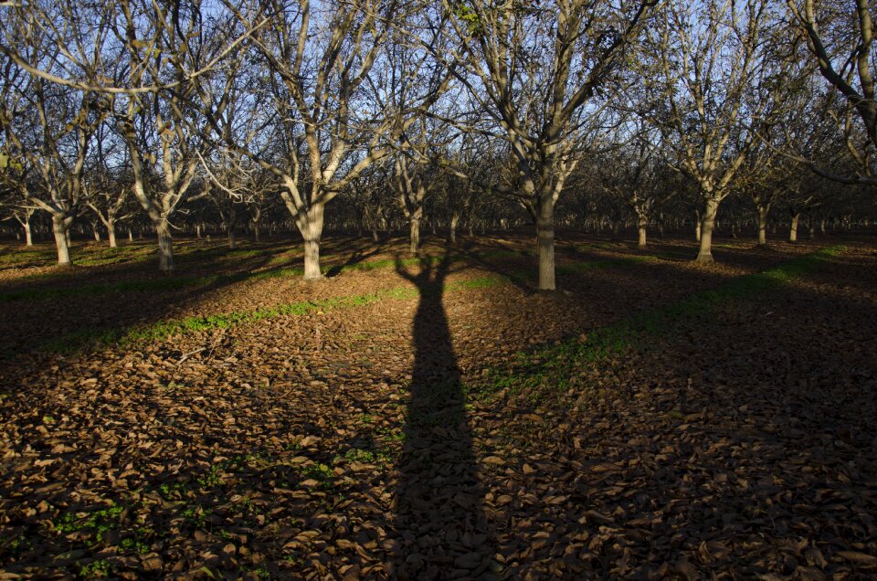 Forest landscape farm