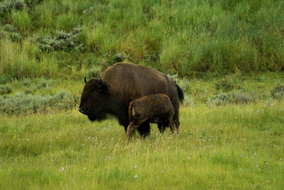 Buffalo wildlife animal