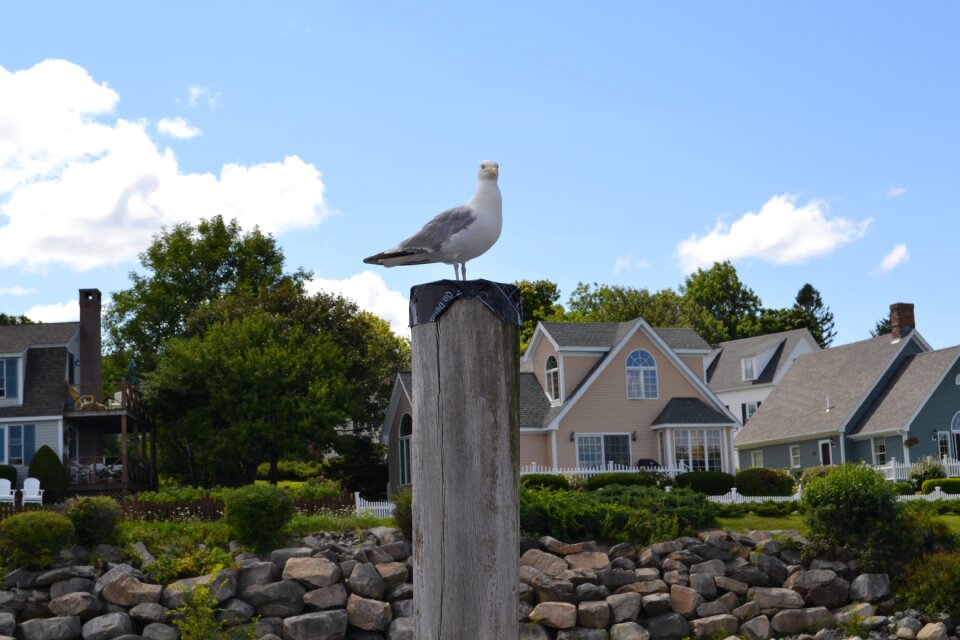Ocean nature birds