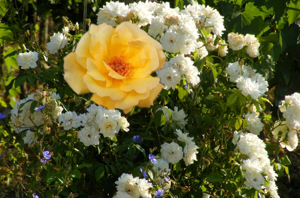 Nature yellow flower garden