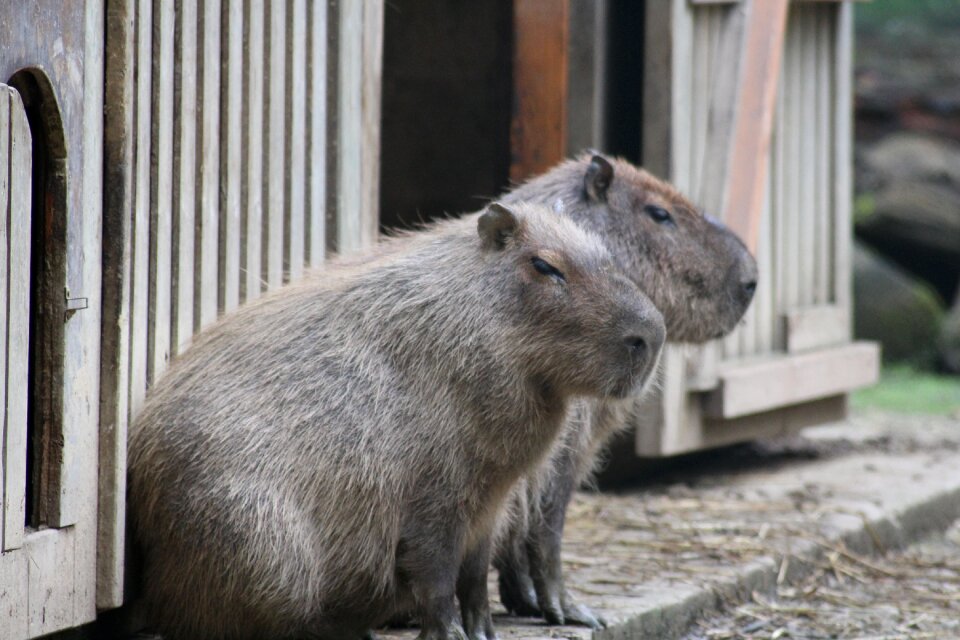 South america zoo animals