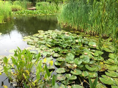 Lake water pond
