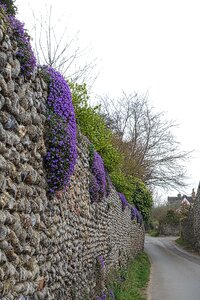 Climber blooming decorative