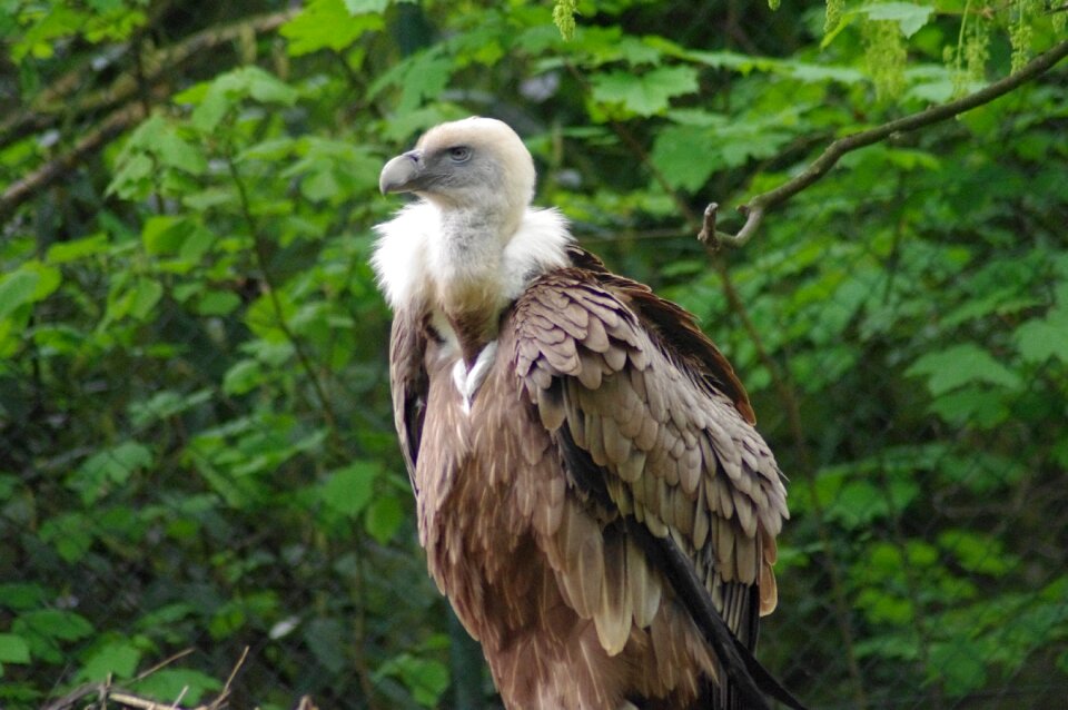 Griffon vulture raptor zoo