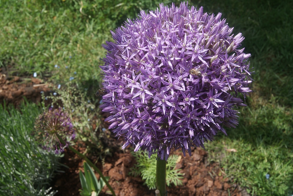 Purple flower nature