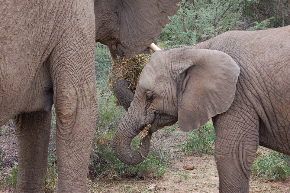 Animal africa big game photo