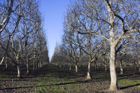 Apple orchard countryside