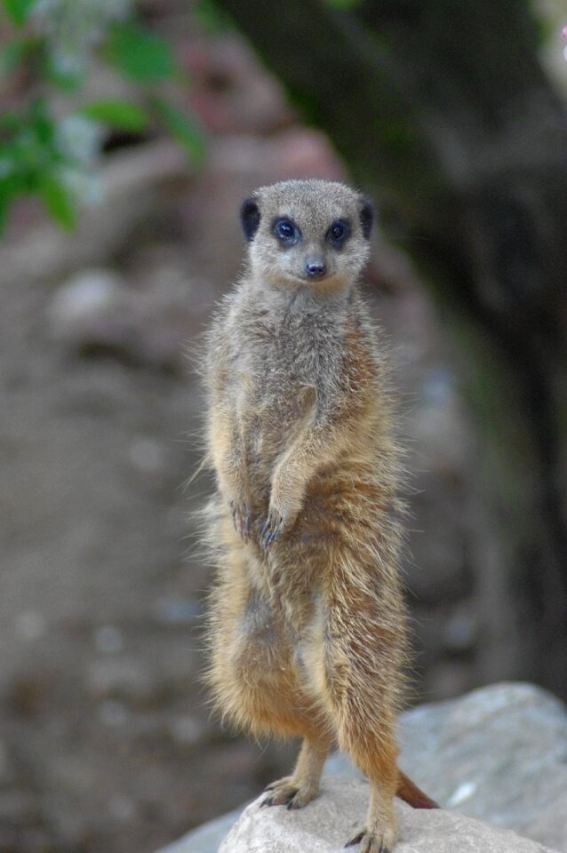 Africa animals zoo
