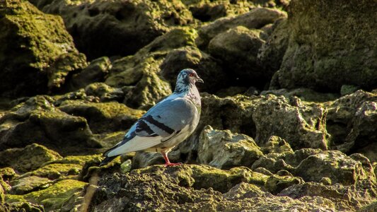 Bird wildlife