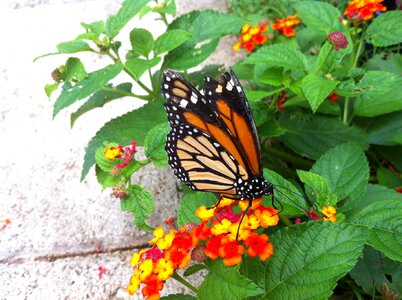 Orange wings summer photo