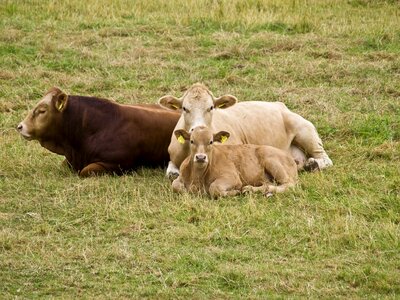 Cow calf beef photo