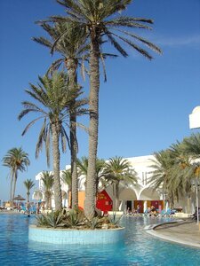 Tunisia hotel palm photo