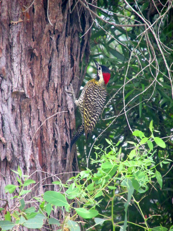 Nature fauna bird
