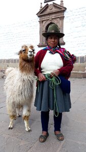 America llama city photo