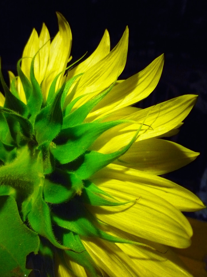 Bloom floral bright