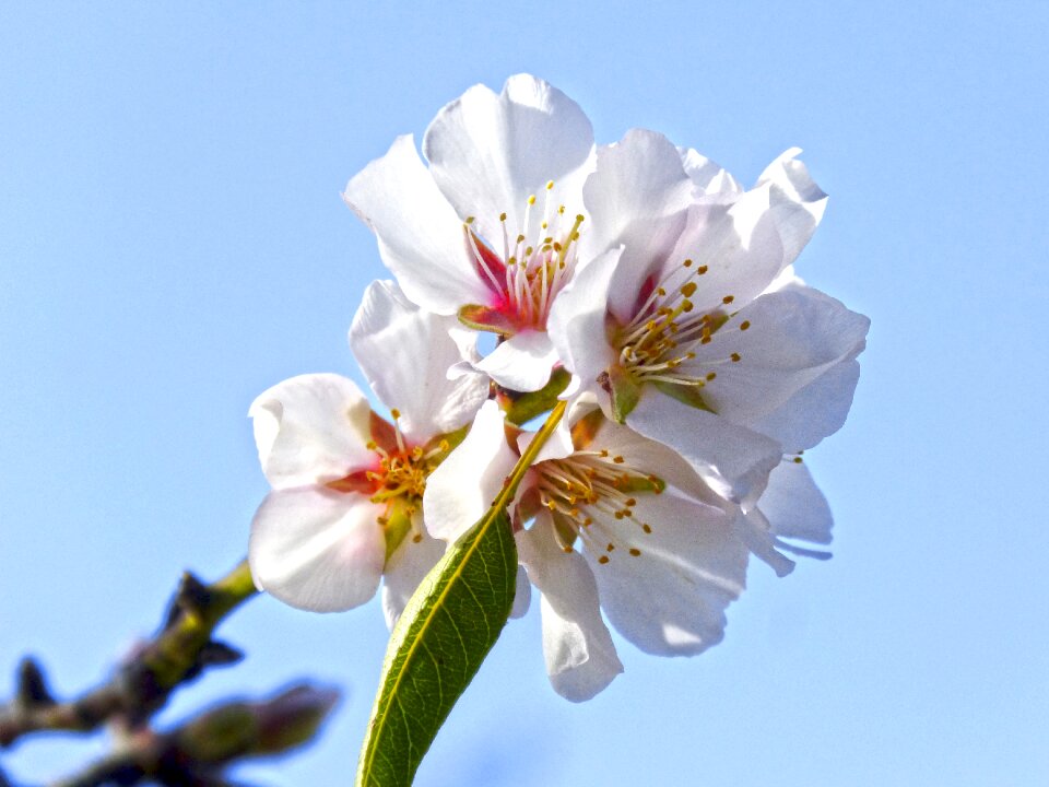 Almond tree flowery bloom