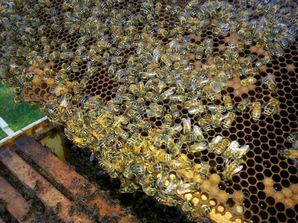 Honey bee honeycomb