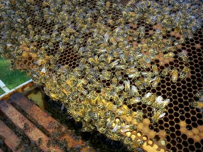 Honey bee honeycomb photo