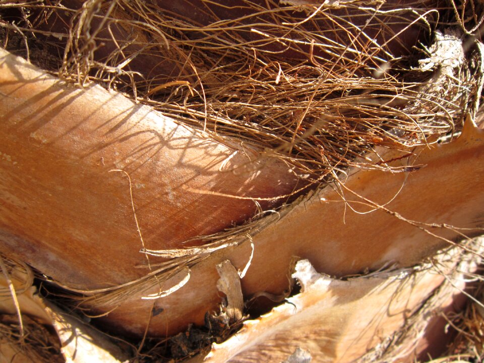 Brown tribe fibers