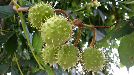 Chestnut leaves tree plant