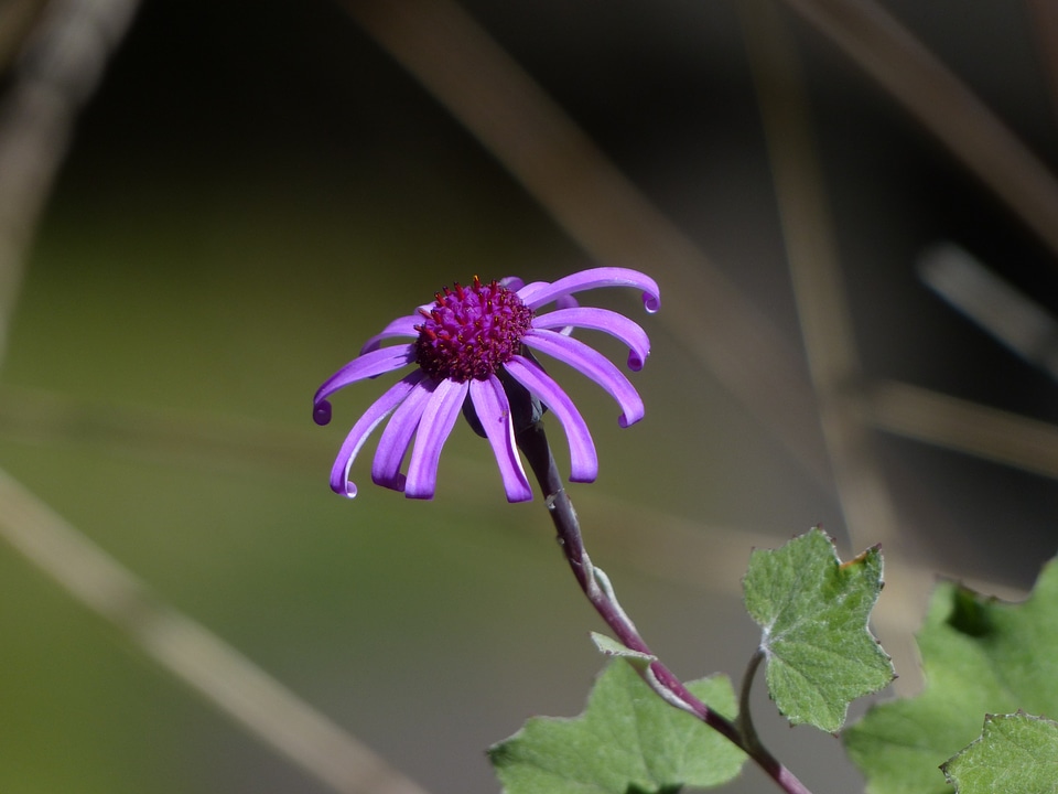 Violet pericallis cruenta cineraria
