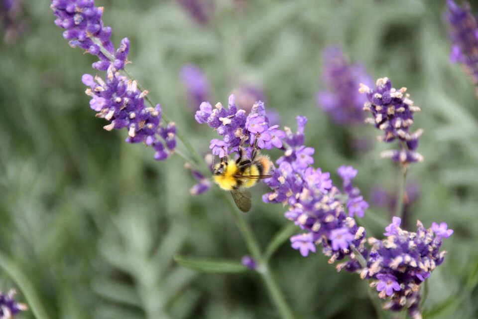 Insect nature hummel photo