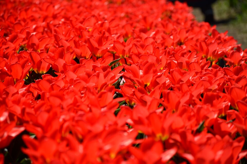 Flowers garden colorful