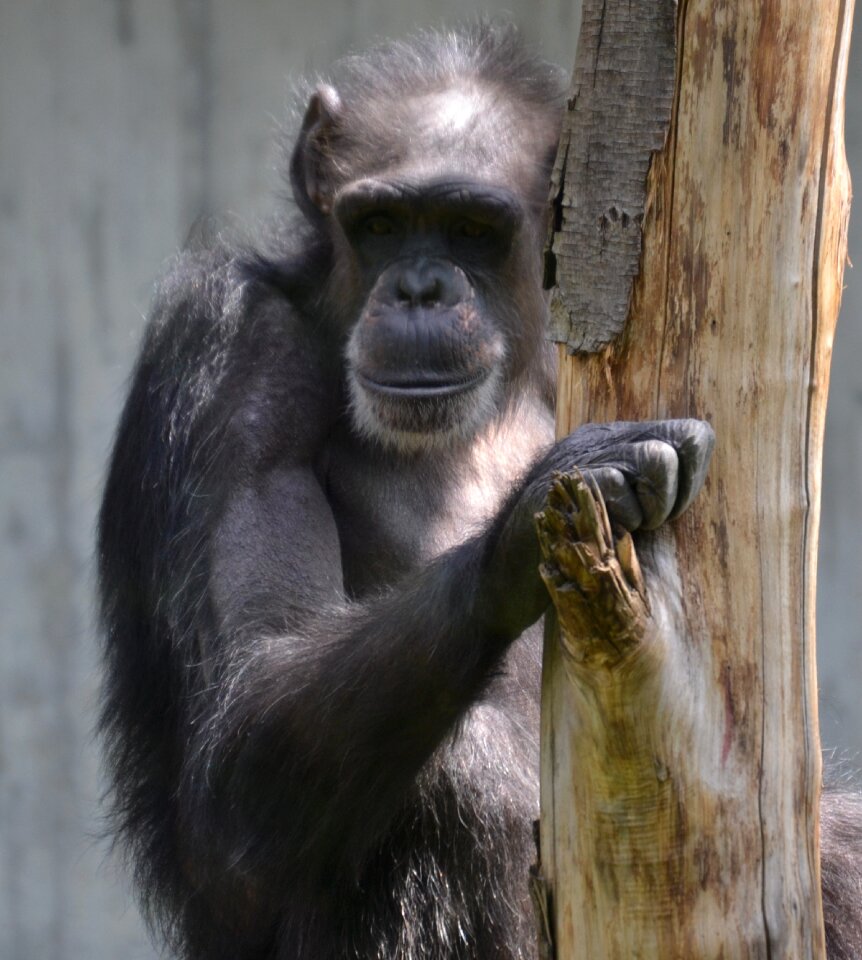 Zoo portrait